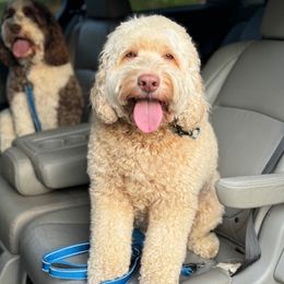 Copper - Australian Labradoodle