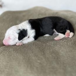 Cruz - Grizzle male Old English Sheepdog puppy in Arizona from Jenn's Old English Sheepdogs