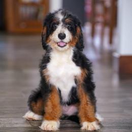 Palms (socialization program graduate) - Merle female Bernedoodle puppy in Dundee, Ohio from Down Home Doodle
