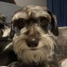 Izzy - Miniature Schnauzer