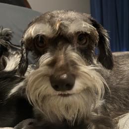 Izzy - Miniature Schnauzer