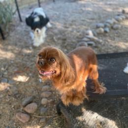 Coraline - Cavalier King Charles Spaniel