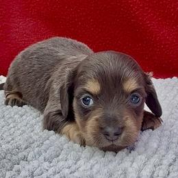 Rose - Blue and cream female Dachshund puppy in Vero Beach, Florida from Joseph’s Dachshunds