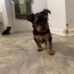 Yorkshire Terrier Puppies from PUPS “ R” US