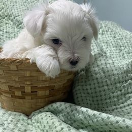 No name. We call him puppy - White and lemon male Maltese puppy in Hillman, Michigan from Susan's Maltese