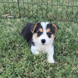 Girl 3 - Black and tan female Pembroke Welsh Corgi puppy in Honey Grove, Texas from JK Ranch Corgis