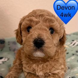 Devon - Apricot male Poodle puppy in Bedford, Texas from S.H.A.R.P.’s Toy Poodles
