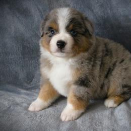 Ford - Blue merle male Miniature Australian Shepherd puppy in Menomonee Falls, Wisconsin from Hunt N Oaks