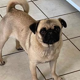Poogie - Pug