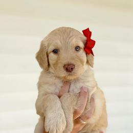 Betsy - Cream female Goldendoodle puppy in Nashville, Tennessee from Hilton Doodles