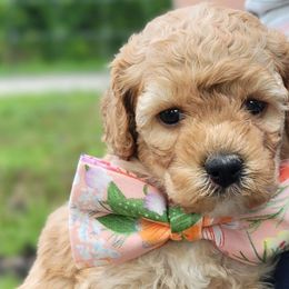 Pink - Apricot Australian Labradoodle puppy in Webster, Florida from Pemberley House Australian Labradoodles