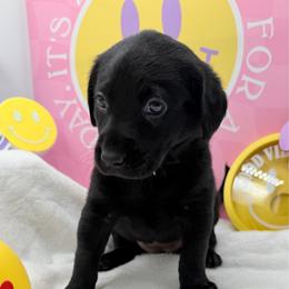Pink - Black female Labrador Retriever puppy in Heath Springs, South Carolina from Rich Hill Retrievers