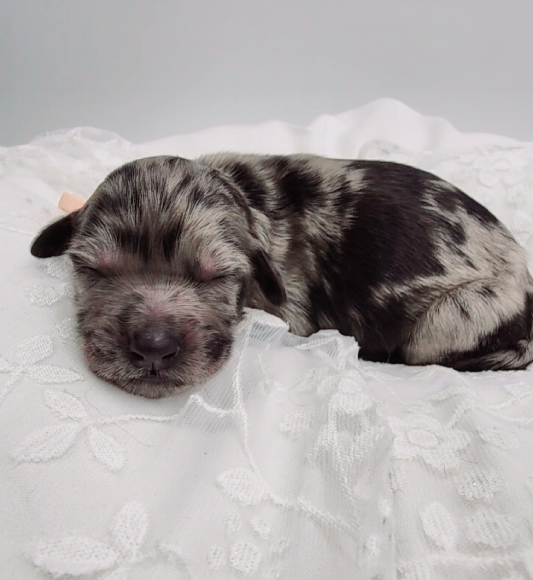 Bernedoodle, Goldendoodle, and Labradoodle Puppies from Only Doodles!