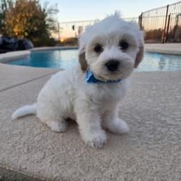 Remi - White male Maltipoo puppy in Sahuarita, Arizona from Cowgirl's Legacy Maltipoos