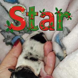 Star - Blue merle female Pomeranian puppy in Illinois from Maribel Poms