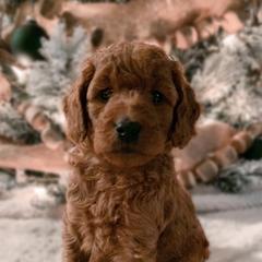 Goldendoodles from Gentry Goldendoodles