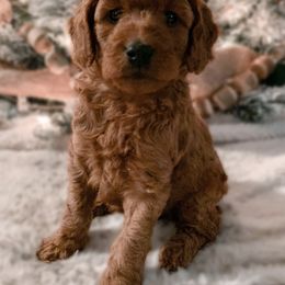Goldendoodles from Gentry Goldendoodles