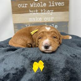 Yellow Male - Apricot male Goldendoodle puppy in Great Falls, Montana from Montana Goldendoodles