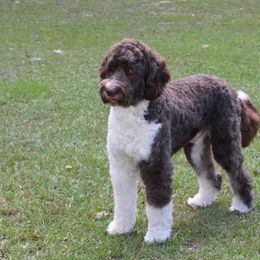 Aussiedoodle All Grown Up from Ivy & Oak Doodles
