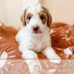 Echo - Parti male Goldendoodle puppy in California City, California from Summer Sun Doodles