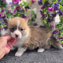 C1 - Red female Pembroke Welsh Corgi puppy in Jacksonville, Texas from ArmnalegRanch LLC