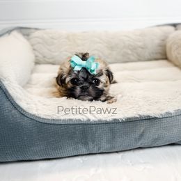 Mal-Shi puppies from Petite Pawz