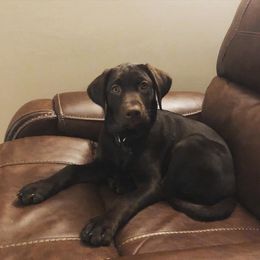 Dilute Retriever and Labrador Retriever Puppies from CKB Labradors