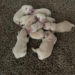 Golden Retriever puppies from Michelle‘s English cream golden retrievers