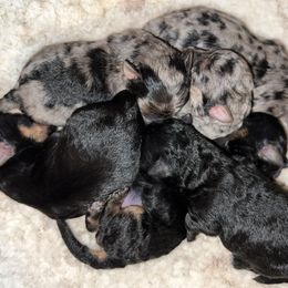 Yorkipoo puppies from X-F Kennels