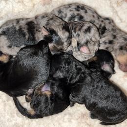 Yorkipoo puppies from X-F Kennels