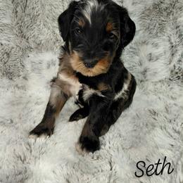 Seth - Merle male Goldendoodle puppy in Eau Claire, Wisconsin from Fisher River Doodle's