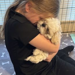 Shih Tzu Puppies from The Townsend Tzu