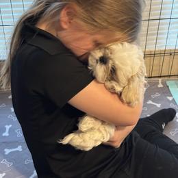 Shih Tzu Puppies from The Townsend Tzu