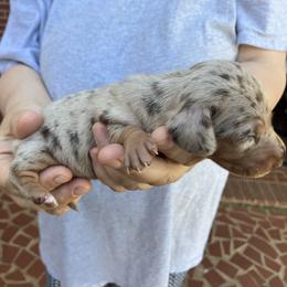 Waffles - Chocolate and tan male Dachshund puppy in Mocksville, North Carolina from The Dachs of Hazzard Dachshunds