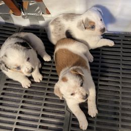 Australian Cattle Dog and Companion Cross Puppies from MX Kennel - Central MO