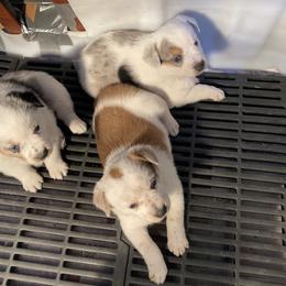 Australian Cattle Dog and Companion Cross Puppies from MX Kennel - Central MO