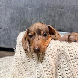 B2 - Dapple male Dachshund puppy in Crossville, Tennessee from Golden Mini Farm