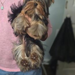 Mochi - Yorkshire Terrier
