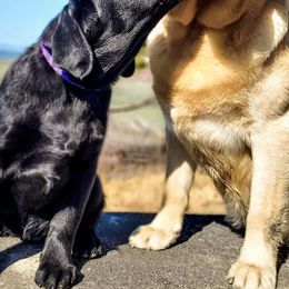Cavalier King Charles Spaniels and Labrador Retrievers from Cantina Labs and Cavs