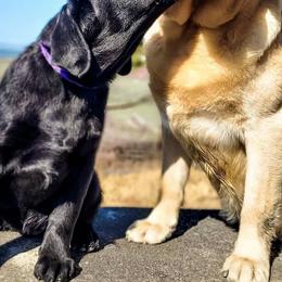 Cavalier King Charles Spaniels and Labrador Retrievers from Cantina Labs and Cavs
