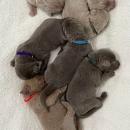 Dilute Retrievers and Labrador Retrievers from Unity Pond Labradors