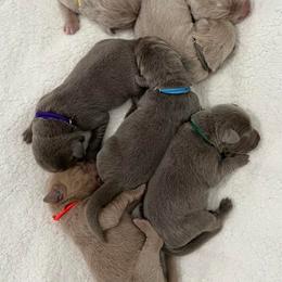 Dilute Retrievers and Labrador Retrievers from Unity Pond Labradors