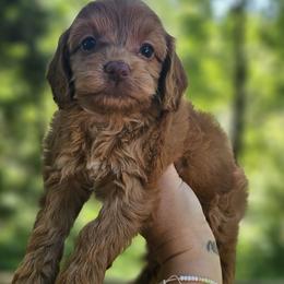 Yellow Female - Buff and white female Cockapoo puppy in Mocksville, North Carolina from Hunting Creek Farms