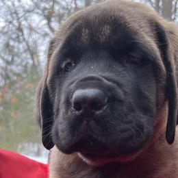 Girl 3 - Mastiff puppy in Frederic, Michigan from ACM Mastiffs