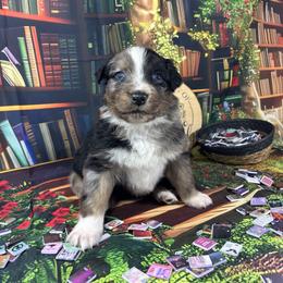 Lyric - Blue merle male Australian Shepherd puppy in Fredericksburg, Virginia from Cooper Ridge Aussies