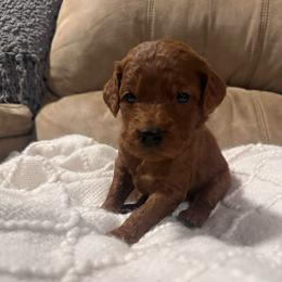 Reba - Red  female Goldendoodle puppy in Graham, North Carolina from Geise Meadow Doodles