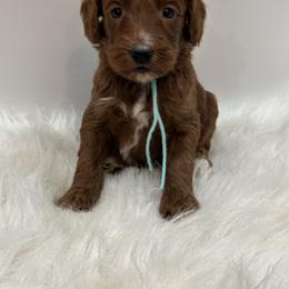 Teal Girl - Cream female Goldendoodle puppy in Waskom, Texas from Pearls & Curls doodles & poodles