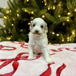 Bird - Caramel male Australian Labradoodle puppy in Calhoun, Louisiana from Arrowhead Australian Labradoodles