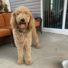 Chino - Poodle