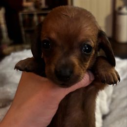 Boy 2 - Dapple male Dachshund puppy in Blue Ridge, Texas from Texas Mini Dachs